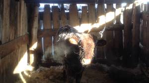 Откорм бычков на мясо в домашних условиях: советы и таблица