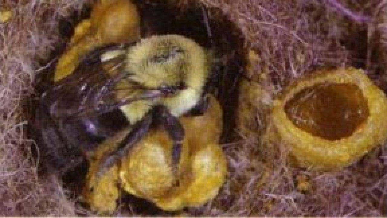 Это интересно знать — как пчелы делают мед