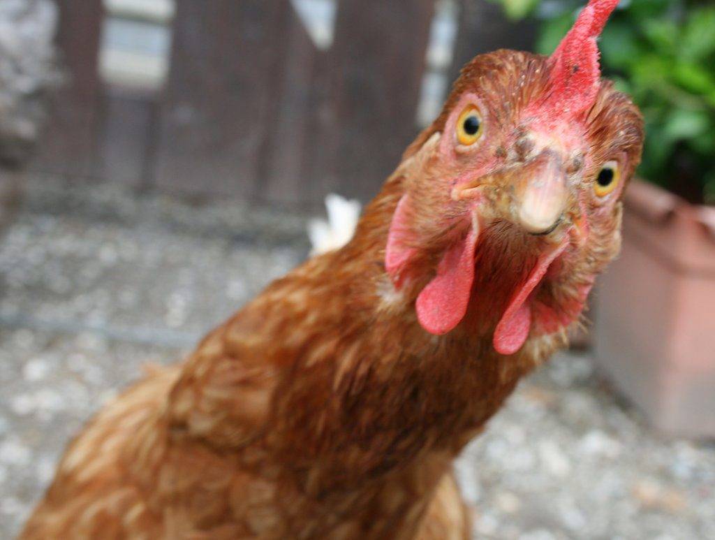 Инструкция по применению байкокса для цыплят на частном подворье