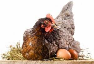 Как повысить яйценоскость кур