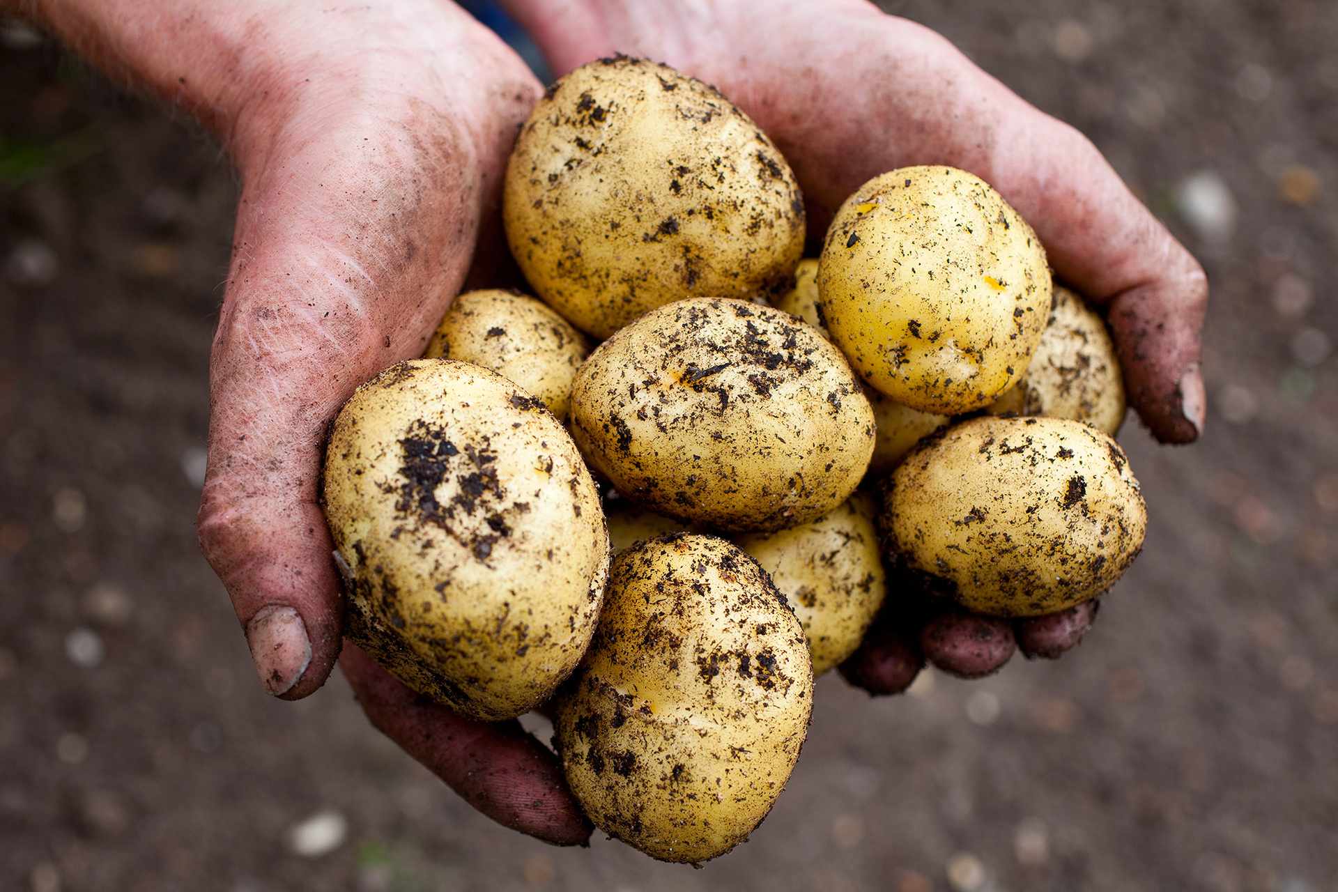 Как получить два урожая картофеля за сезон