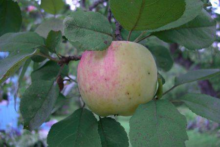 Всеми любимые сорта яблок, которые исчезают из наших садов