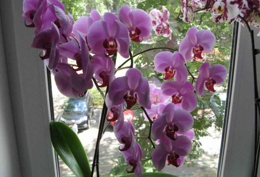 Главный вопрос: как пересадить старую орхидею в домашних условиях?