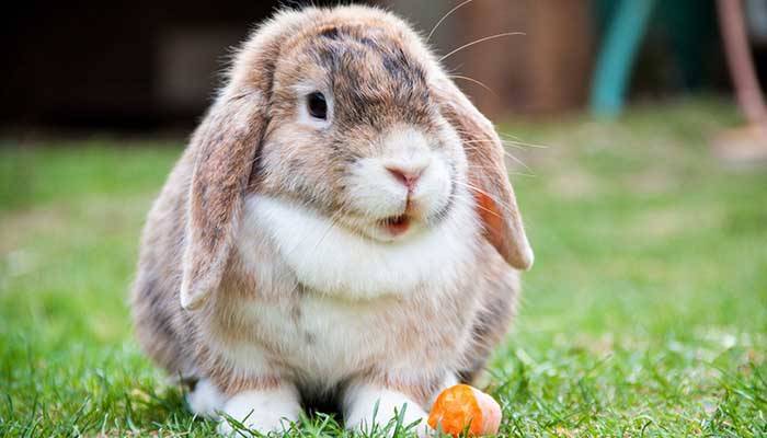 Сколько живет кролик в домашних условиях при заботливом уходе