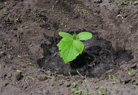 Основные причины, почему рассада капусты плохо растет. правила выращивания и что делать для предотвращения проблем