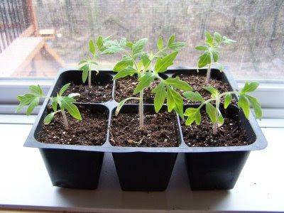 Как поливать рассаду томатов на разных этапах развития