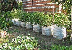 Огурцы в мешках: выращивание пошагово
