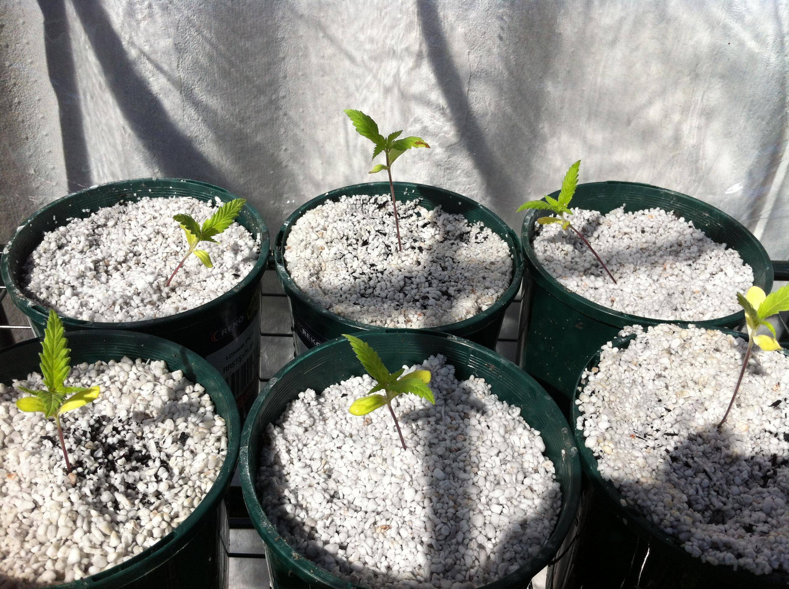 Вермикулит для растений: как применять?