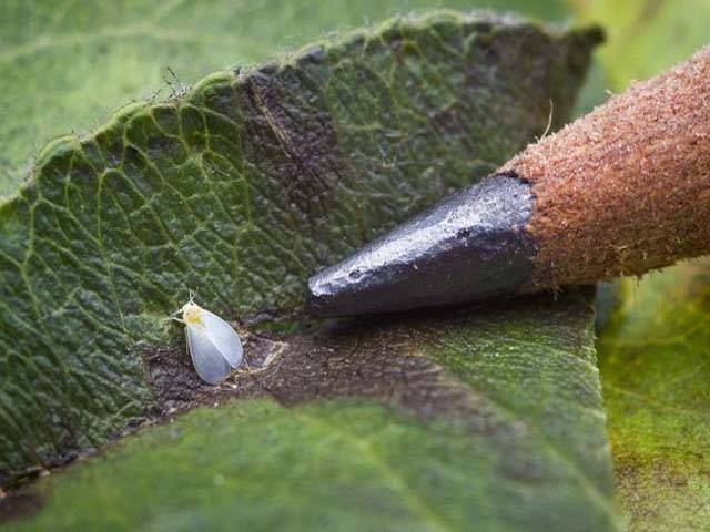 Белокрылка на комнатных растениях — как бороться с вредителем?