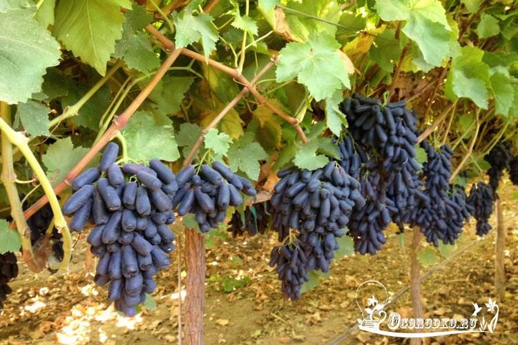 Уход за виноградом весной: открытие после зимы, подвязка, обрезка, обработка, подкормка