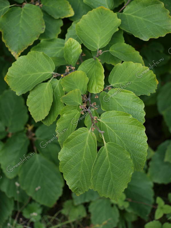 Растение гамамелис / ведьмин орех: фото, виды, выращивание, посадка и уход