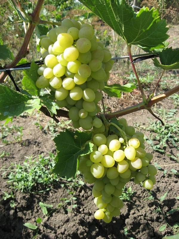 Шикарная живая изгородь из девичьего винограда: как посадить и какие сорта использовать