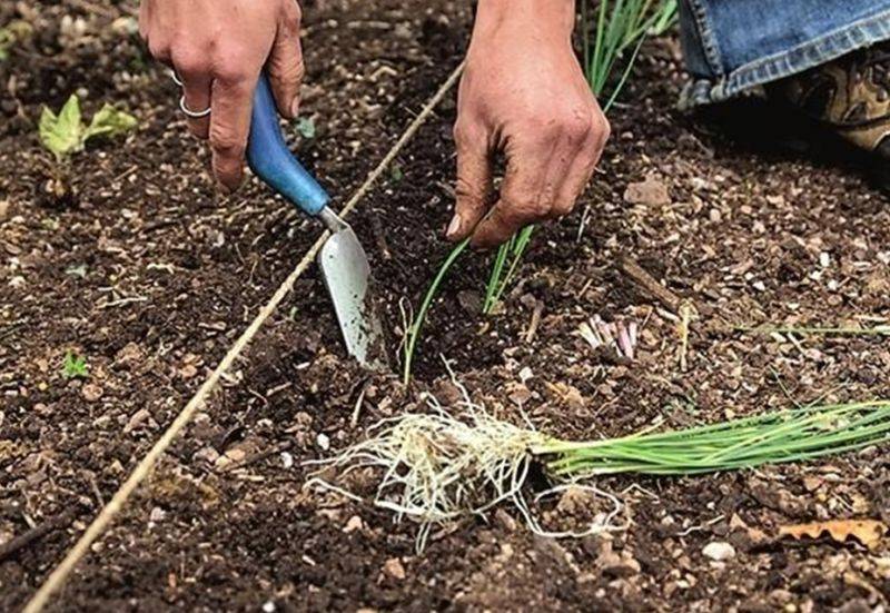 Как вырастить рассаду лука-порея: от посева до сбора урожая