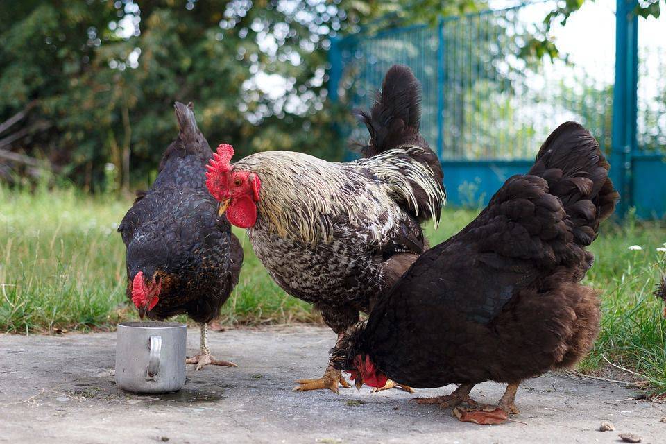 Как кормить кур несушек в домашних условиях, рацион питания птиц