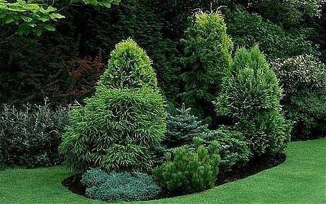 Вечнозеленые растения для сада, 10 популярных культур