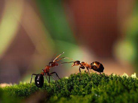 Несколько способов избавиться от муравьев на даче