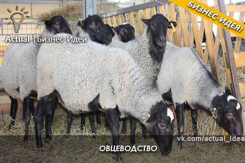 Разведение овец: советы новичкам, особенности и перспективы бизнеса, рентабельность и нюансы овцеводства (100 фото)
