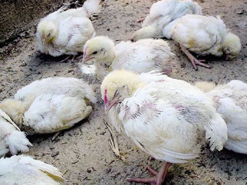 Искривление клюва у цыплят – причины появления и методы лечения