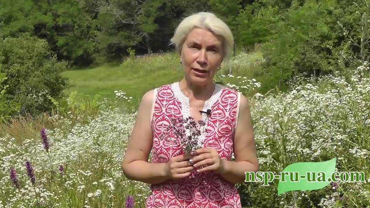 Сныть: польза и вред для здоровья