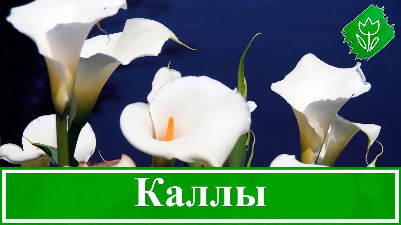 Калла (calla lily) — изящный цветок