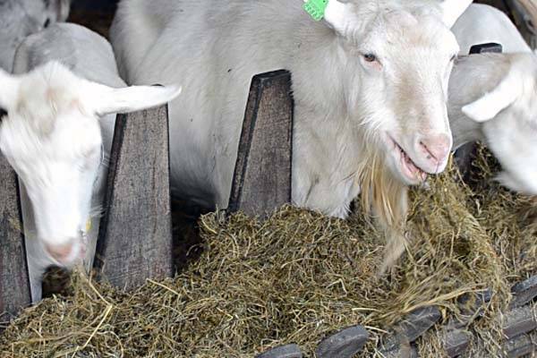 Основные правила ухода за козами и козлятами