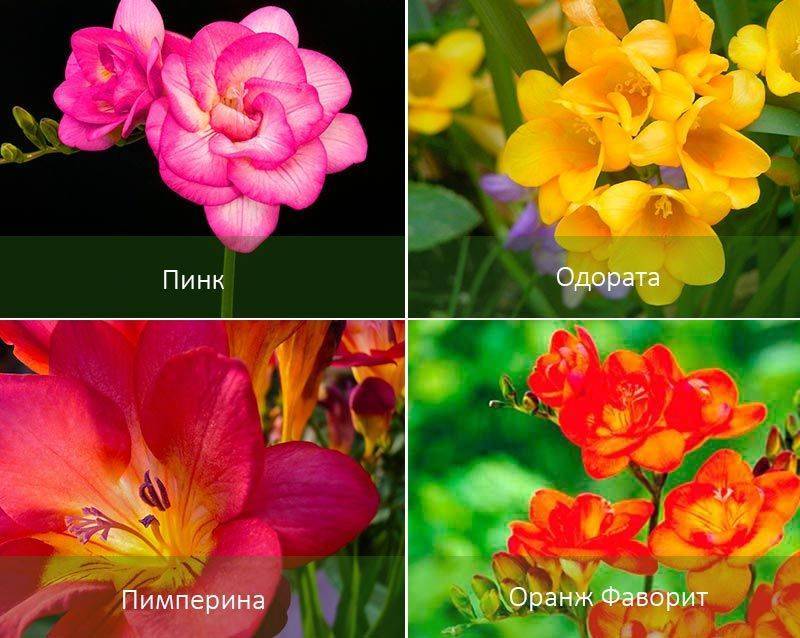 Цветок фрезия, посадка и уход, фото растения