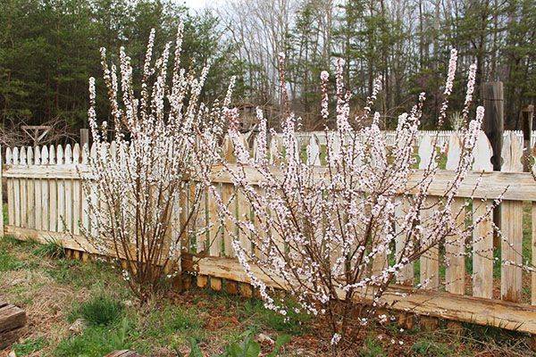 Описание и выращивание войлочной вишни