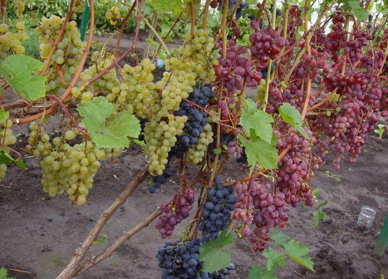 Как укрыть виноград на зиму в подмосковье и средней полосе