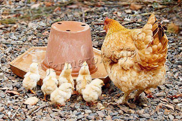 Раскрываем секреты комбикормов для питания цыплят и учимся их готовить.