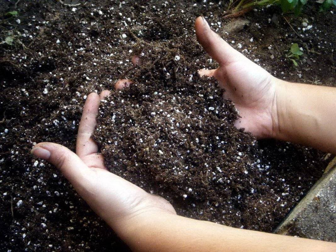 Известкование почвы: нормы и сроки внесения, смысл раскисления, инструкция
