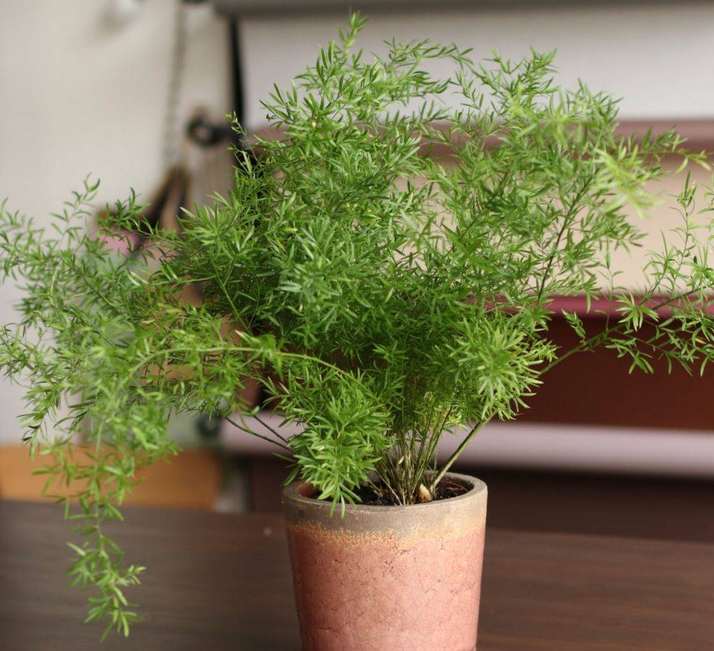 Аспарагус серповидный: уход в домашних условиях за растением с «маленькими серпами»
