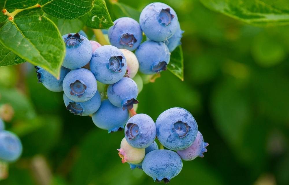 8 лучших плодово-ягодных кустарников для сада