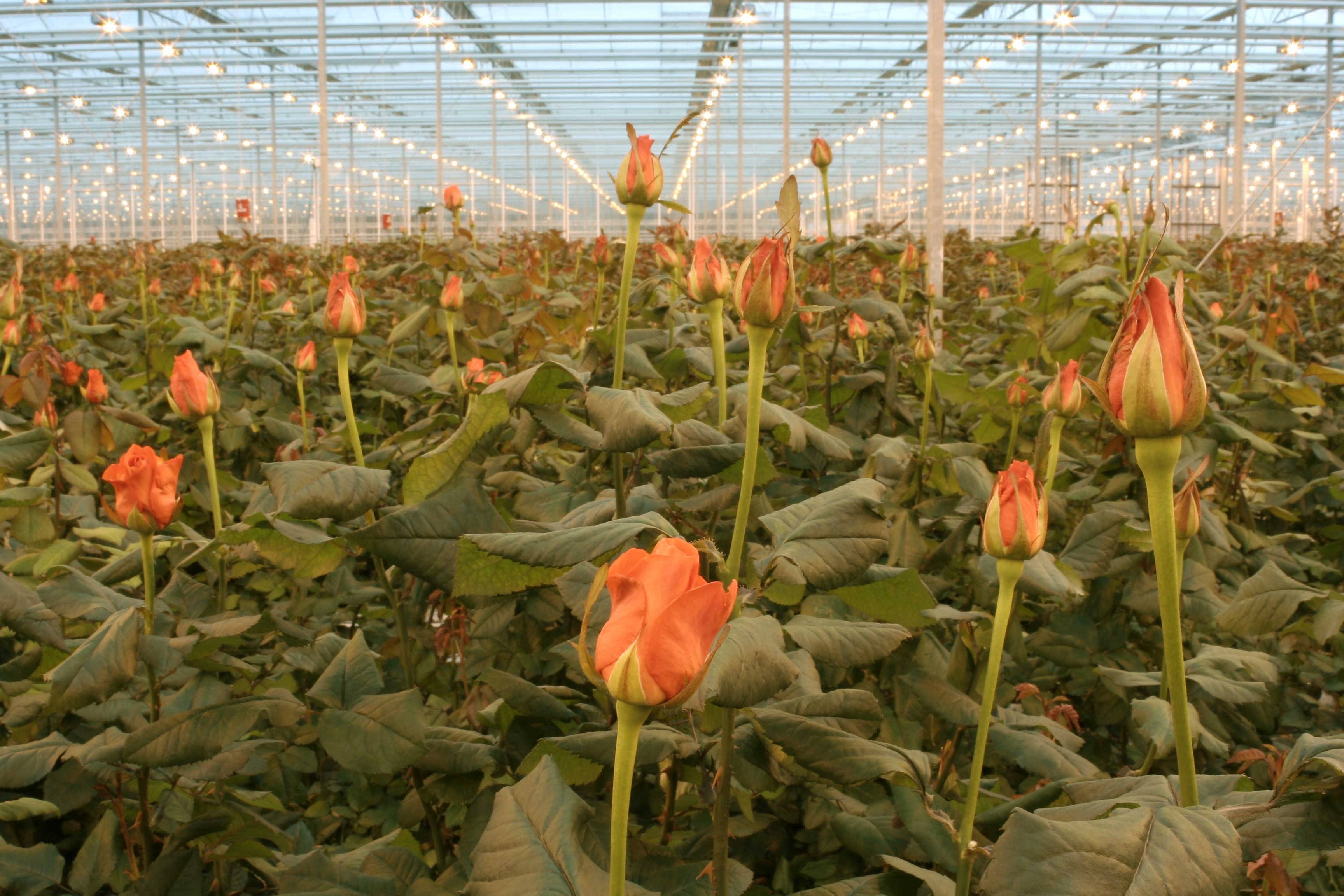 Бизнес идеи и нюансы по выращиванию роз в теплице
