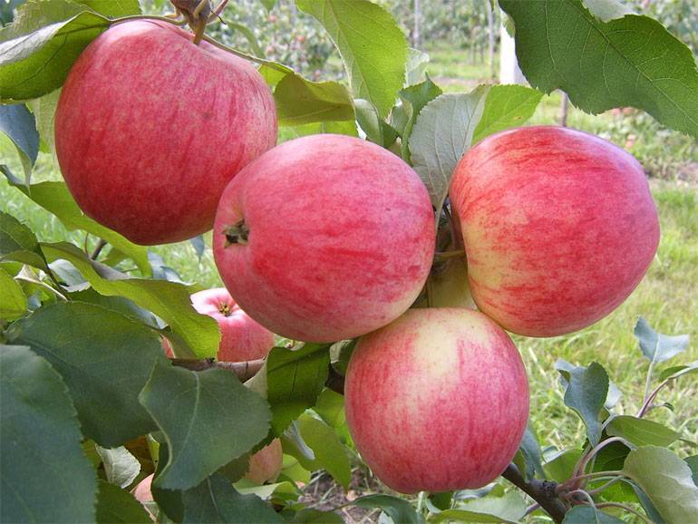 Яблоня сорта уэлси: описание, отзывы, фото
