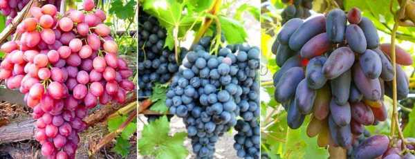 Виноград шардоне: описание сорта, фото и отзывы садоводов