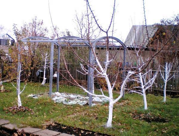Как и когда побелить яблони: осенью или весной? советы и проверенные способы