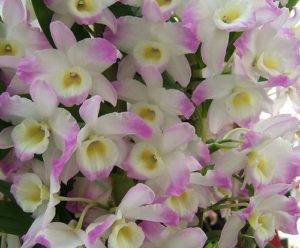 Полив орхидеи дендробиум нобиле
