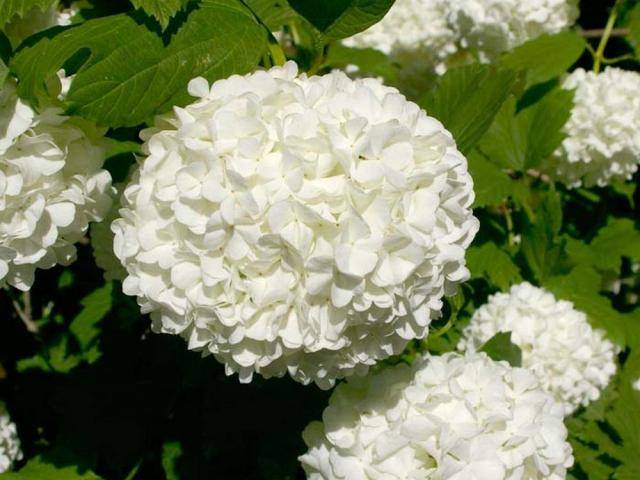 Калина бульденеж — белоснежная красавица в саду