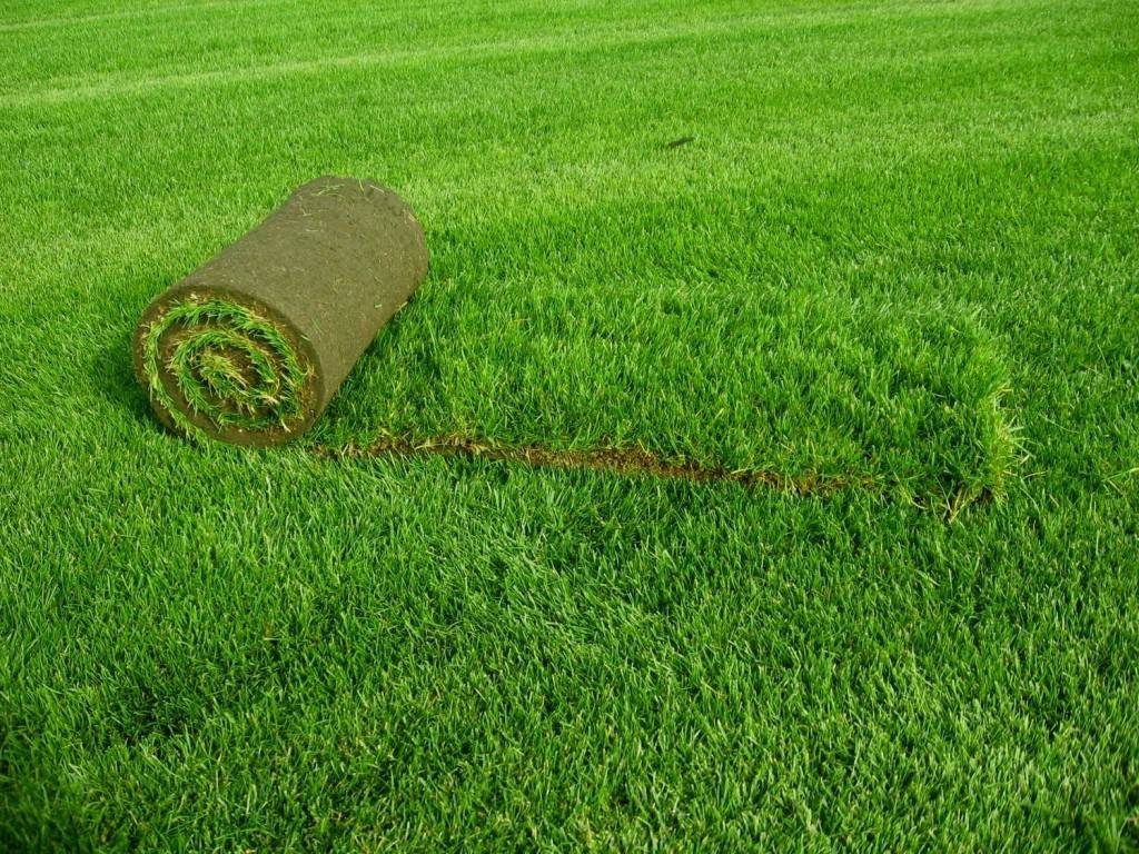 Как удобрять газон летом: необходимые подкормки и их применение