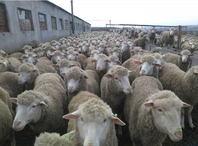 Содержание и кормление овец в домашних условиях