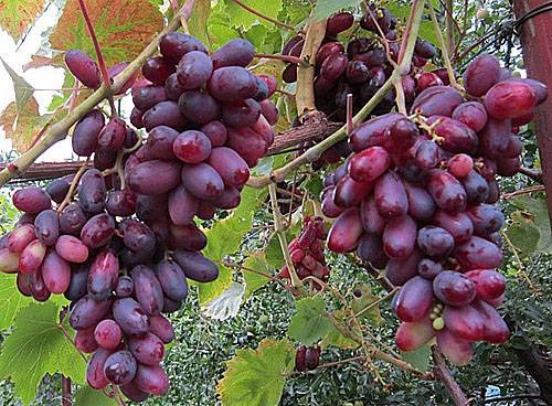 Специфика винограда сорта памяти шатилова