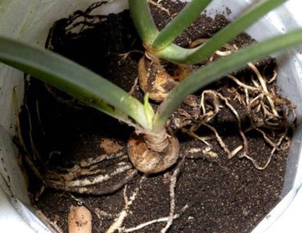 Амазонская лилия эухарис — уход в домашних условиях