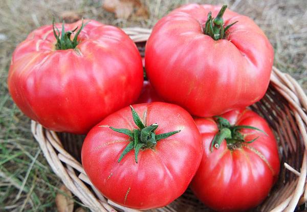 Лучшие сорта помидор для посадки в открытый грунт: особенности выращивания и ухода