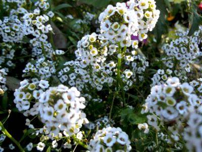 Выращивание ибериса в саду: живое цветочное покрывало под вашими окнами