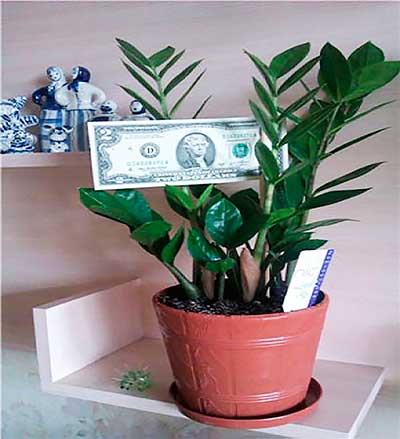 Замиокулькас (долларовое дерево): описание, фото, размножение и уход в домашних условиях