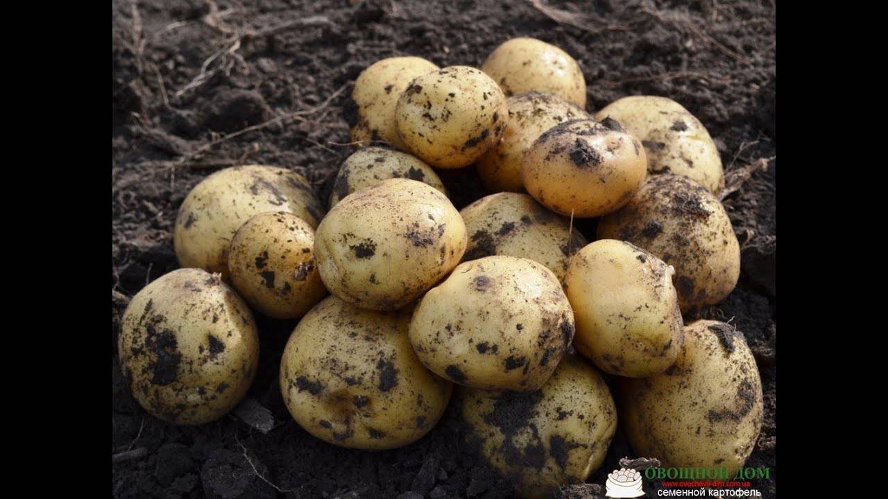 Правила посадки картофеля в 2020 году
