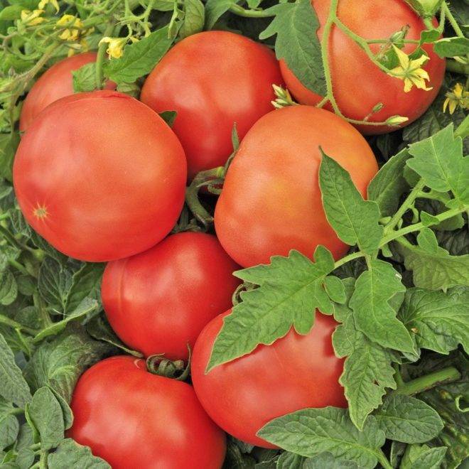 Лучшие сорта томатов 2020 года