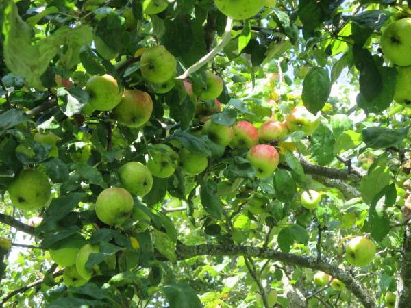 Какие яблони лучше посадить на даче в подмосковье