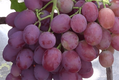 Сорт винограда «анюта» описание, отличия от «виктора»