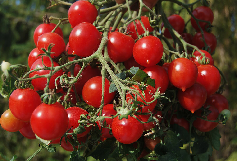 Секреты выращивания помидоров черри в открытом грунте и теплице. какие сорта выбрать?